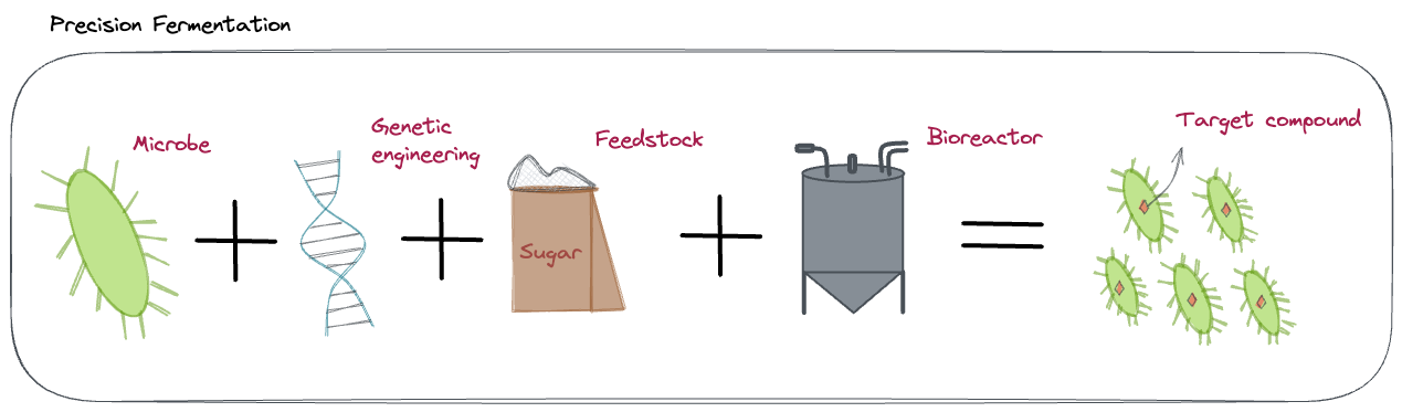 fermentation