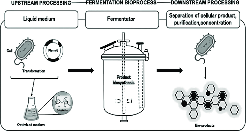 Simplified-flow-of-bioprocess-steps-upstream-processing-fermentation-process-and.png